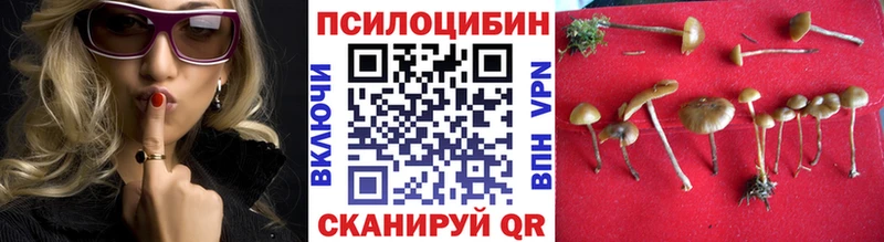 где продают   Дигора  Псилоцибиновые грибы Cubensis 